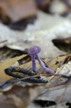 Purple lacquer funnel (Laccaria amethystina) in the forest, autumn time, October, Saxony, Germany