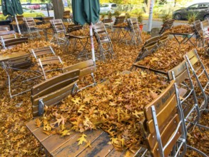 Autumn in town, beer garden, pub terrace under deciduous trees, swamp oak, floor and table chairs