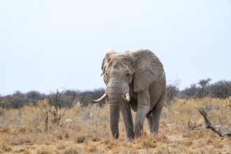 African elephant (Loxodonta africana), adult male in the savanna, Nxai Pan National Park, Botswana
