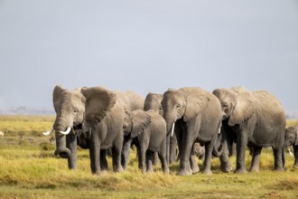 African elephant (Loxodonta africana) large herd with young animals and herons (Bubulcus ibis), in