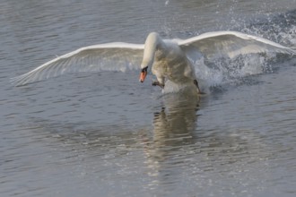 Majestic Swan Runs on Water on a Calm Water Surface The sun's rays illuminate the scene and create