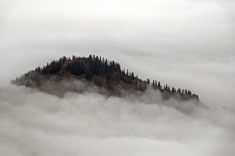 Ridge with conifers sticking out of fog, Allgäu Alps, near Oberstdorf, Oberallgäu, Allgäu, Bavaria,