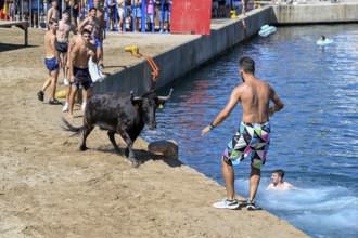 Bous a la Mar Fair, in English Bulls in the Sea, Bullfighting, Javea or Xàbia, Alicante Province,