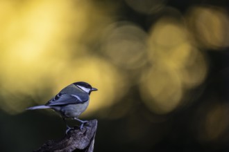 Great tit (Parus major), Emsland, Lower Saxony, Germany