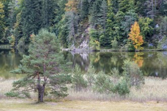 Autumn atmosphere, autumn-colored trees on Obersee, Füssen, Allgäu, Bavaria, Germany