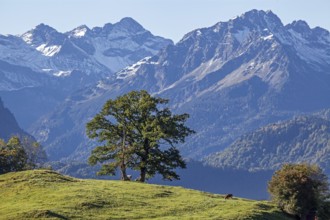Group of trees with cattle, snow-covered mountains of the Allgäu Alps, near Schöllang, Oberallgäu,