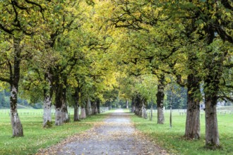 Autumn atmosphere, tree hall with autumn-colored trees, near Oberstdorf, Oberallgäu, Allgäu,