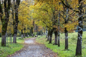 Autumn atmosphere, avenue with autumn-colored sycamore trees, Stillach Valley, near Heini-Klopfer
