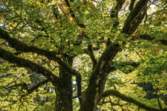 Sycamore tree in autumn colors, Hochleite, near Schwand, Oberstdorf, Oberallgäu, Allgäu, Bavaria,