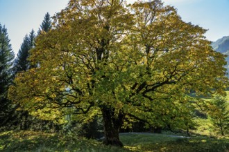 Sycamore tree in autumn colors, backlight, Hochleite, near Schwand, Oberstdorf, Oberallgäu, Allgäu,