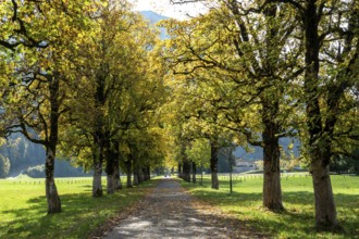 Autumn atmosphere, avenue with autumn-colored sycamore trees, near Renksteg, Oberstdorf,