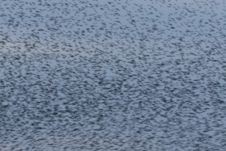 Eurasian starling (Sturnus vulgaris) adult birds flying in a flock in a murmuration at sunset in