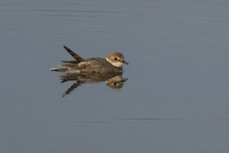 Little ringed plover (Charadrius dubius) adult wading bird in a shallow coastal lagoon, England,