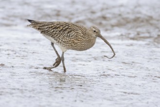 Eurasian curlew (Numenius arquata) adult wading bird on a coastal mudflat with a worm in its beak,