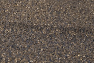 Red Knot (Calidris canutus) adult wading birds at high tide on a coastal shingle ridge, RSPB