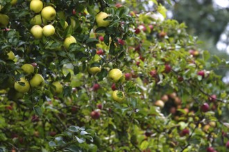 Apple tree with ripe apples, September, Germany