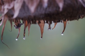 Sunflower with raindrops, rainy weather, Germany