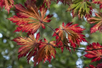 Adenhut leaf maple (Acer japonicum aconitifolium), autumn leaves, Emsland, Lower Saxony, Germany