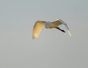 Great egret (Ardea alba) in flight, in warm, orange morning light, Lower Saxony, Germany