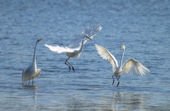 Great egret (Ardea alba), three herons fighting in the shallow water zone of a lake, dispute, blue