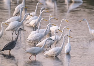 Great egret (Ardea alba), many herons and a gray heron (Ardea cinerea) stand in the shallow water