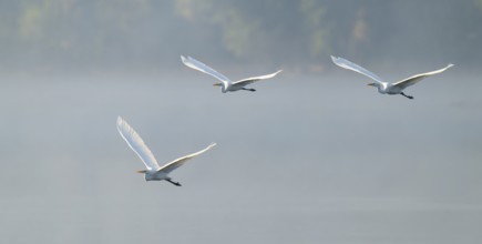 Great egret (Ardea alba), three herons flying over a lake in warm, orange morning light, Lower