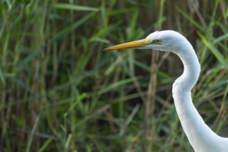 Great egret (Ardea alba), portrait, Lower Saxony, Germany