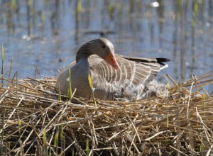 Grey goose (Anser anser) sitting on the nest and breeding, blue water, Lower Saxony, Germany
