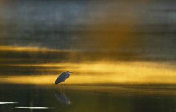 Grey heron (Ardea cinerea) stands in warm, orange morning light in the shallow water zone of a