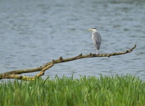 Grey heron (Ardea cinerea) stands on a dead branch on a lake, Lower Saxony, Germany