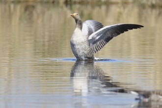 Greylag goose (Anser anser), flapping its wings on a pond, Wagbachniederung nature reserve,