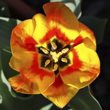 Pistil and stamens in a tulip calyx (Tulipa), tulip flower, red, black and yellow markings,