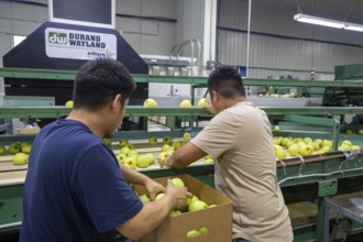 Berrien Springs, Michigan - Fresh apples are sorted and packed at Hildebrand Fruit Farms. Michigan