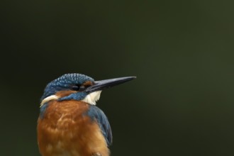Common kingfisher (Alcedo atthis) adult male bird head portrait, England, United Kingdom