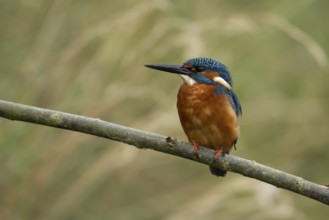 Common kingfisher (Alcedo atthis) adult male bird on a tree branch, England, United Kingdom
