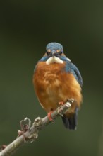 Common kingfisher (Alcedo atthis) adult male bird on a tree branch, England, United Kingdom