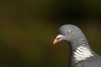 Wood pigeon (Columba palumbus) adult bird head portrait, England, United Kingdom