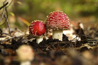Fairytale toadstools in the forest, autumn, Germany