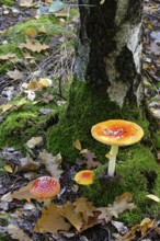 Fairytale toadstools in the forest, autumn, Germany