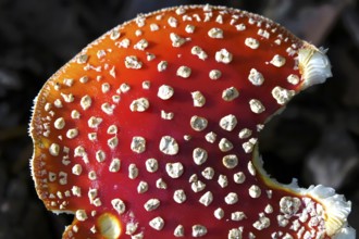 Fairytale toadstool, autumn, Germany