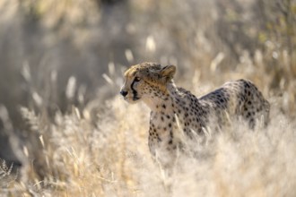 Cheetah (Acinonyx jubatus) at the Field Conservation Centre and Reserve of the Cheetah Conservation