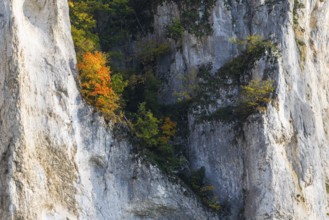 Rock face with mixed forest in autumn colours, limestone rock, autumn, Schaufelsen Donautal,