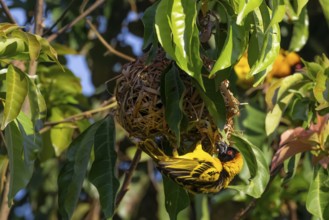 Village weaver (Ploceus cucullatus, Textor cucullatus) at the nest, also Textor weaver, Uganda