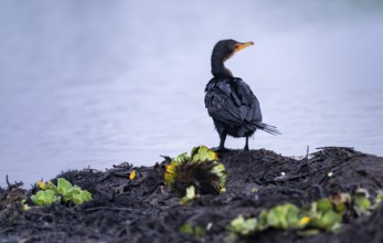 Reed Cormorant (Phalacrocorax africanus), juvenile bird on the shore, Mabamba Swamp, Lake Victoria,
