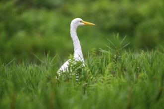 Great White Egret (Ardea alba), Mabamba Swamp, Lake Victoria, Uganda