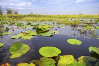 Water lilies (Nymphaeaceae), landscape at Mabamba Swamp, Lake Victoria, Uganda