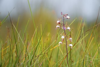 Orchid (Eulophia angolensis Rchb.f. Summerh.) in Mabamba Swamp, Lake Victoria, Uganda