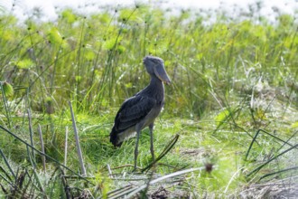Shoebill (Balaeniceps rex) in the swamps of Mabamba between Papyrus, Lake Victoria, Uganda