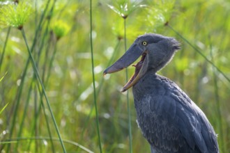 Shoebill (Balaeniceps rex) in the swamps of Mabamba, Lake Victoria, Uganda