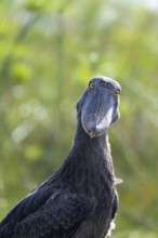 Shoebill (Balaeniceps rex) in the swamps of Mabamba, Lake Victoria, Uganda